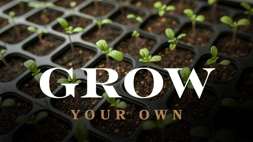 Grow Your Own – Start Small, Feel the Difference 🌱