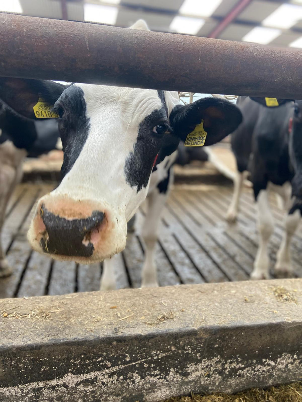 Inisleigh feed, pumping out litre!