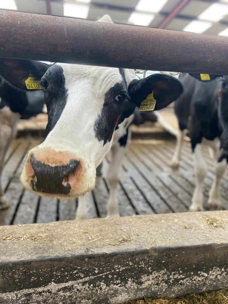 Inisleigh feed, pumping out litre!