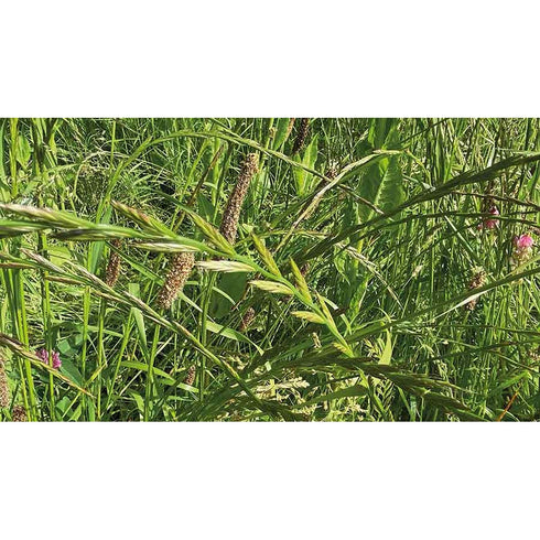 14kg / 1 Acre Herbal Heavy Land Ley