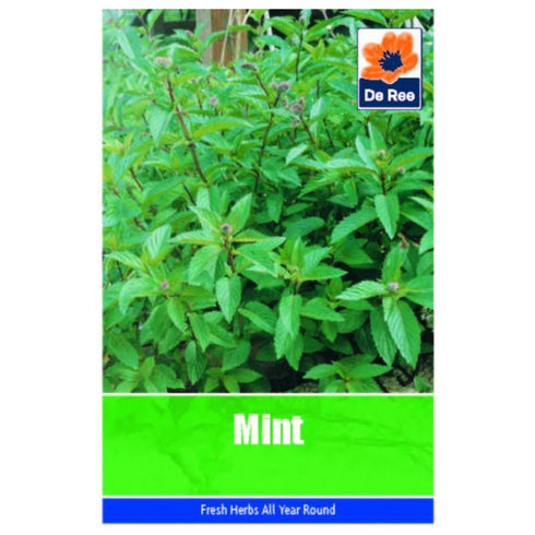 Mint
