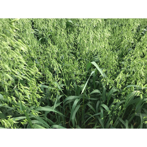 50Kg Isabel Spring Seed Oats