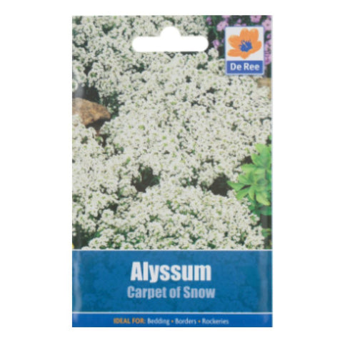 Alyssum Carpet of Snow