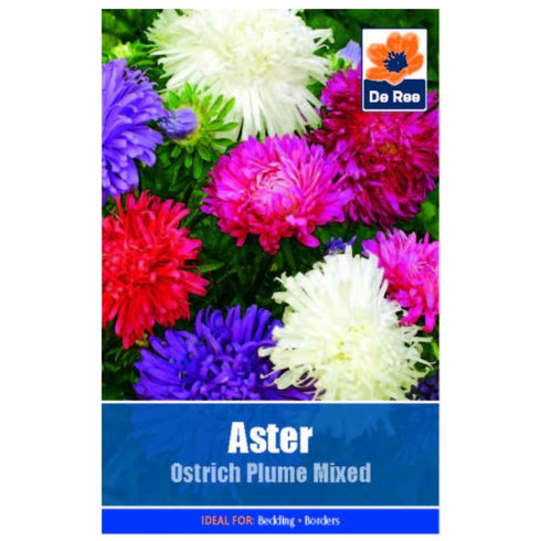 Aster Ostrich Plume Mixed