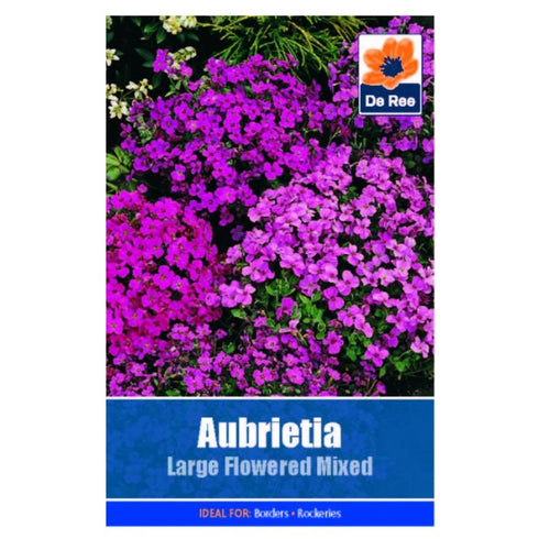 Aubretia Large Flower