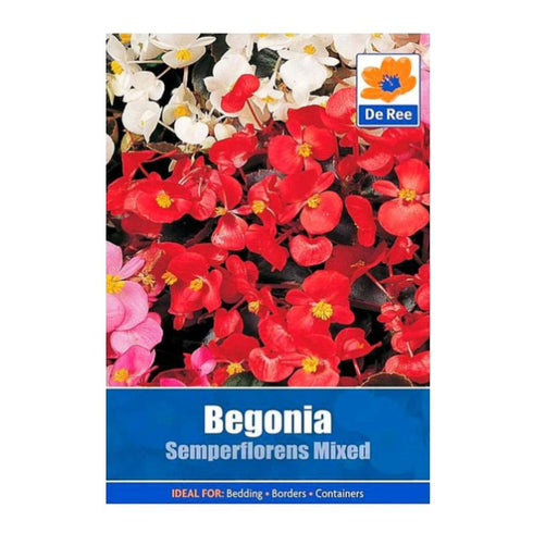 Begonia Semperflorens Mix