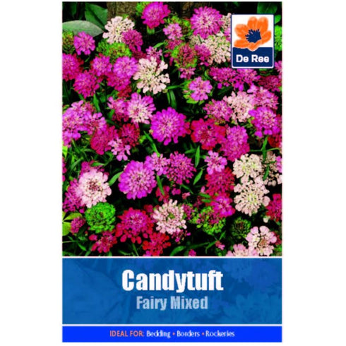 Candytuft Fairy