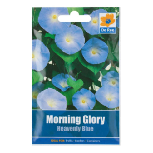 Morning Glory Heavenly Blue