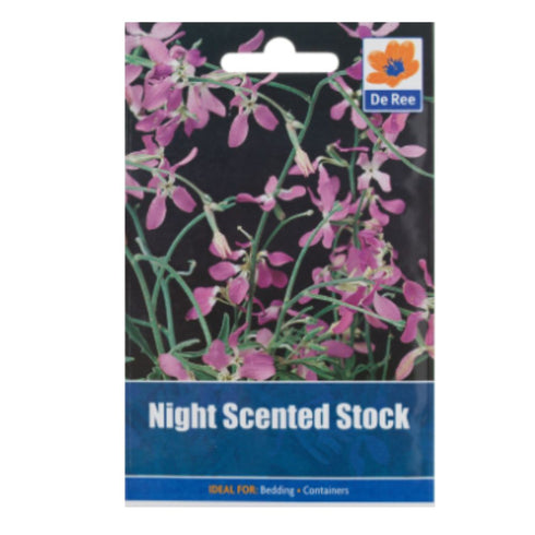 Night scented stock